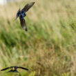 Hirondelles rustiques en Camargue